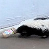 The Scoop: Skunks Love Peanut Butter, Too