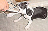 Do Tell: How Do Your Pets "Ask" You to Stay Home?