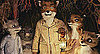 Movie Trailer For The Fantastic Mr Fox From Wes Anderson Starring George Clooney, Meryl Streep, and Jason Schwartzman