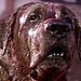 Cujo