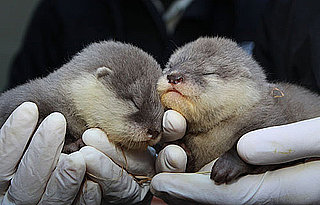 Sugar Shout Out: The Auckland Zoo Welcomes Baby Otters   