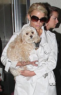 Martha Stewart Discusses Jessica Losing Daisy — Insensitive or Realistic?
