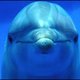 dolphingirli dolphingirli