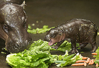 Sugar Shout Out: Hello There Hungry, Hungry Newborn Hippo!