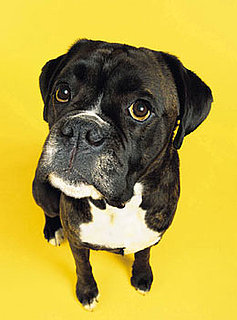 How Much Did a Woman Pay For Her Dog to Fly Business Class?