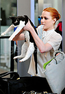 Evan Rachel Wood Travels With Her Cat and Laptop
