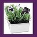 Grass
