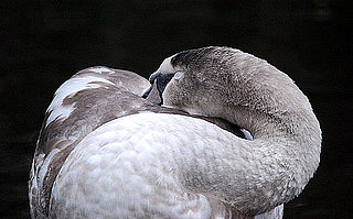 Cool Capture: Sleeping Swan Taken With a Nikon D40x