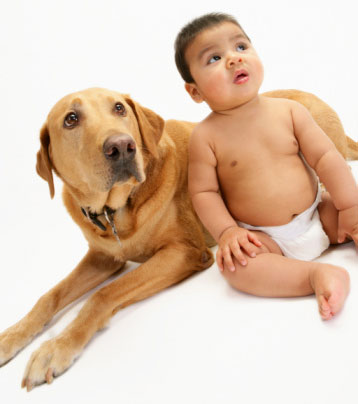 Dogs Understand Same Cues as Children