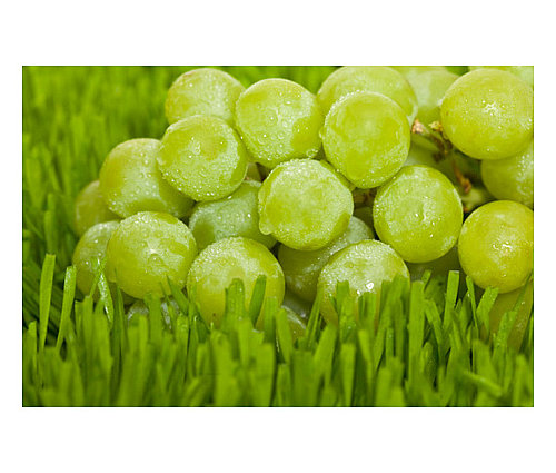 Frozen Grapes Frozen Grapes
