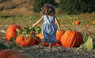 Will You Pick Up Your Pumpkins at a Patch or Supermarket?
