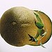 Cantaloupe 