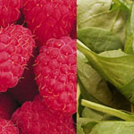 6 Super Foods of Summer 6 Super Foods of Summer