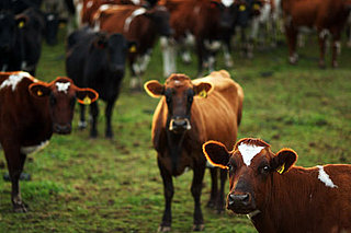 Food News: Restriction on Antibiotic Use in Livestock