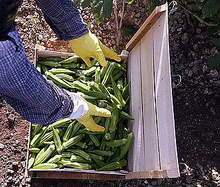 7 Ways to Eat Green and Lose Weight
