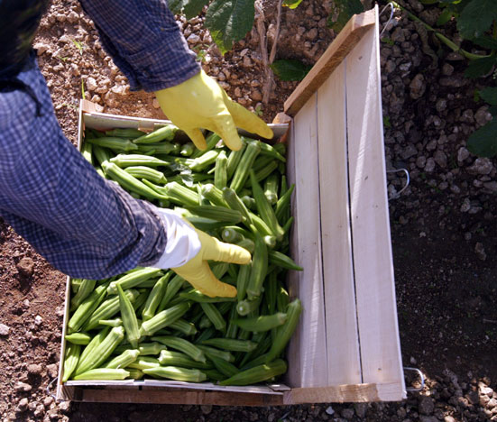 7 Ways to Eat Green and Lose Weight 7 Ways to Eat Green and Lose Weight
