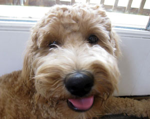 Volunteer and Get Fit With Fido