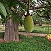 Baobab Fruit