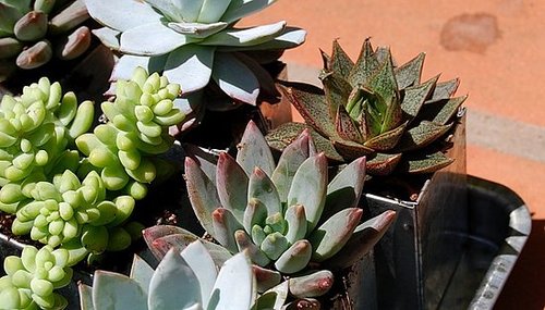 How-To: Care For Succulents 