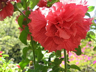 Name This Flower