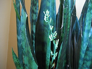 Name This Plant