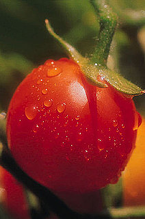 10 Tips For Growing Great Tomatoes