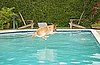 Would You Let a Dog Swim in Your Swimming Pool?