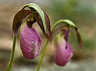Name This Flower