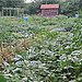 Mill Creek Farm, Philadelphia, PA