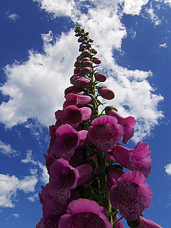 Name This Plant
