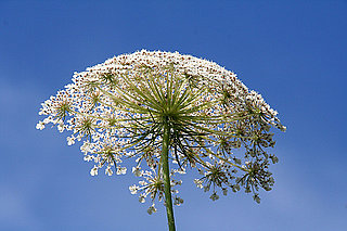 Name This Flower