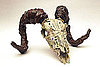 Guess What This Skull Is Made From?