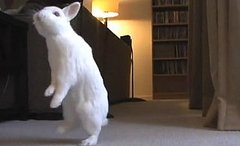 Cute Alert: Bunny Has Some Issues With Hopping Cute Alert: Bunny Has Some Issues With Hopping