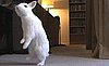 Cute Alert: Bunny Has Some Issues With Hopping
