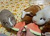 Cute Alert: Guinea Pig Watermelon Eating Party