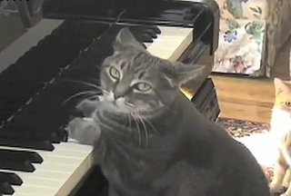 Nora the Piano Playing Cat Performs a Catcerto