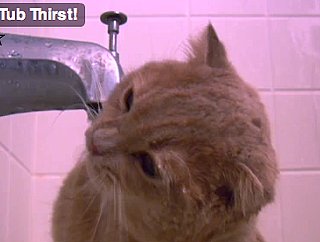 Happy Caturday!