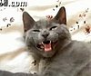 Talking Cats Plus Auto-Tune