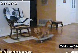 Skateboarding Cat