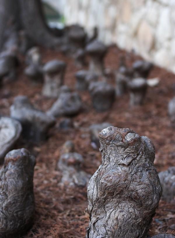 Cypress Knees, Riverwalk Cypress Knees, Riverwalk