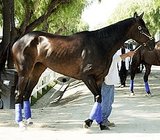 Zenyatta wins Lady's Secret - heads to the Breeders Cup