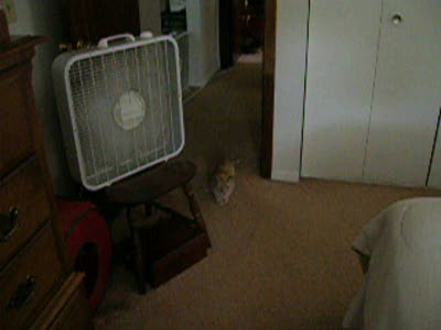 My Crazy Cat