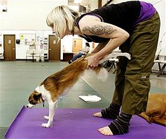Doggie Yoga: Downward Dog at its Best Doggie Yoga: Downward Dog at its Best