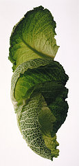 Know Your Greens Know Your Greens