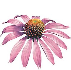 The Skinny On: Echinacea