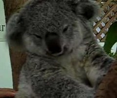 The Tickle Me Koala!