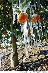 Produce + Big Freeze = Big Bucks at the Supermarket