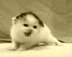 Mashup of "300" And... Kitties Mashup of "300" And... Kitties