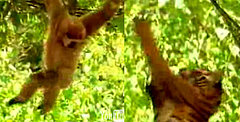 This Monkey Is Just Asking For It