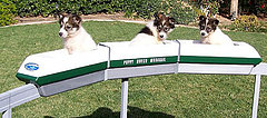Cutest Invention Ever Cutest Invention Ever